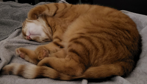 Sammy-am-schlafen-auf-dem-rücken