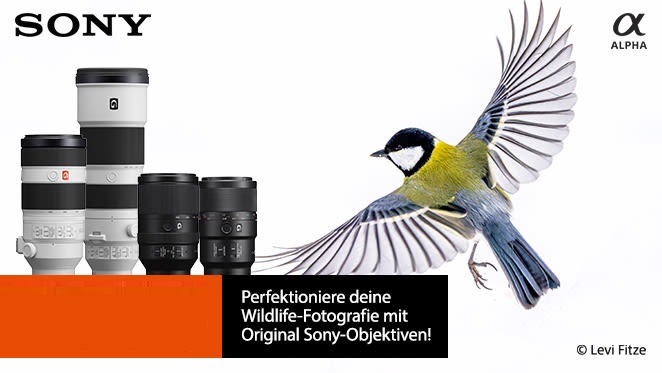MediaMarkt Rabatt – Bis zu CHF 100.- sparen auf Sony Objektive für Naturfotografie