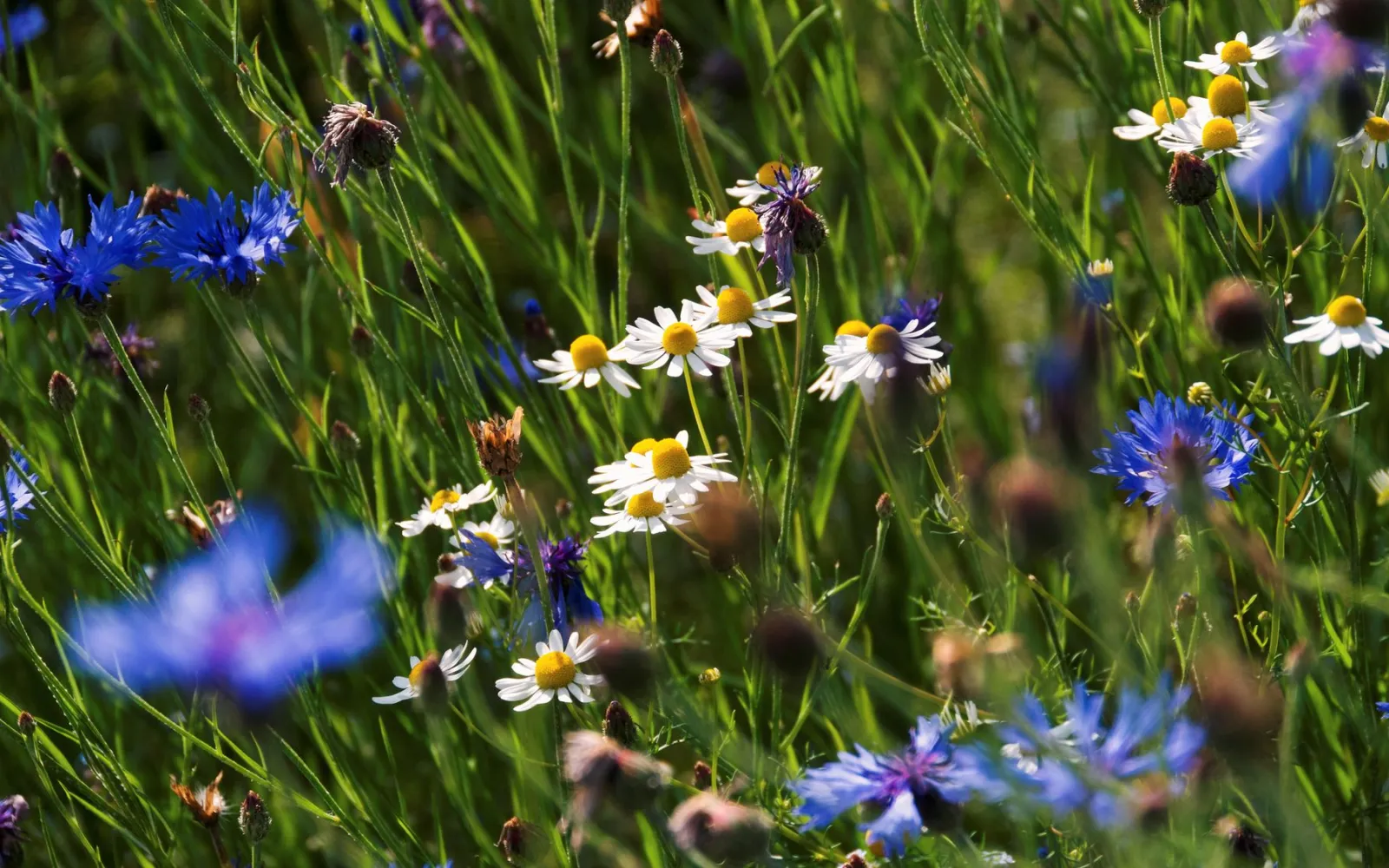 WWF Gratis Blumenmischung