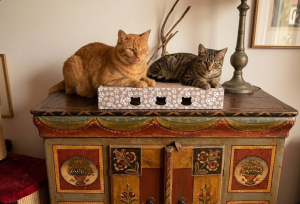 Katzen-auf-dem-Kratzbrett