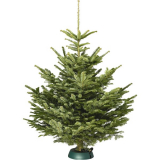 Nordmanntanne / Weihnachtsbaum 100-160cm für 19.95, 150-200cm für 30.95 u.v.m. bei Landi