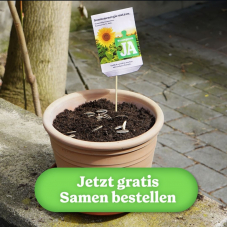 Kostenlose Sonnenblumenkerne