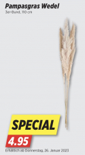 Pampasgras-Wedel bei Denner (ab 26.01.)