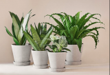 20% Rabatt bei Mary and Plants