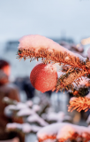 Nur Morgen: 24.12.2023 – Kostenlose Weihnachtsbäume abholen in Aarau