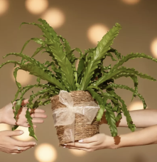 Sparen auf Pflanzen, Blumen und Zubehör bei feey