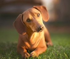 Fressnapf: 20% auf das gesamte Hunde-Sortiment ab CHF 99.- Bestellwert