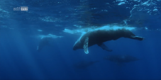 „Big Pacific“ 4-teilige Dokumentation über den Pazifik gratis Streamen bei ZDF