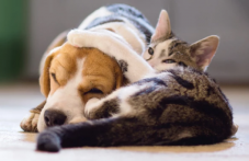 Fressnapf Gutschein für 20% Rabatt ab 79 Franken Bestellwert bis 24.01.