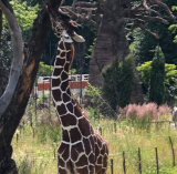 20% Gutschein für Eintritt in den Zoo Zürich für Tchibo Private Card Kunden (gratis)