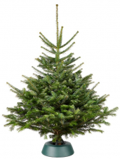 Hammer - Nordmanntanne 100-140 CM ! inkl. gratis Lieferung ! bei Jumbo