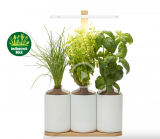 BLICK TAGESDEAL –   Indoor-Garten Prêt à Pousser Lilo Connect