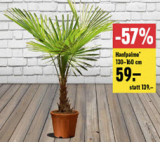 Hanfpalme (Höhe 130 - 160 cm) bei Jumbo für CHF 59.-