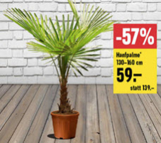 Hanfpalme (Höhe 130 - 160 cm) bei Jumbo für CHF 59.-