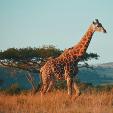 Südafrika: Zürich - Abu Dhabi - Johannesburg mit Etihad ab CHF 428.- hin und zurück inkl. Aufgabegepäck