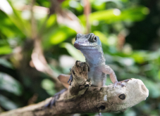 Zoo Zürich Gutschein für 20% Rabatt auf die Tageskarte (online, 1 Jahr Gültigkeit) bis 31. Juli