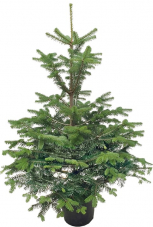 Weihnachtsbaum im Topf 60-80cm – Gratis Versand (DoIt)