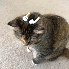 Apple Airpods 2nd gen mit kabellos-ladbarem Case für 150.-